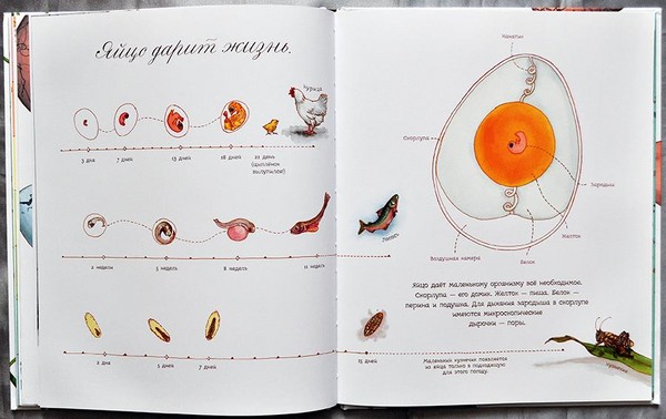 Бръмбари, пилета, пеперуди. Ние учим природата заедно с децата