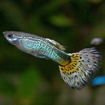 Акуариум риби guppies Акуариум риби guppies