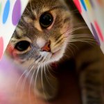 Алергии при котки