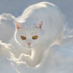 Британски бели