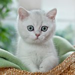 Британски чинчила
