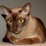 Бирманска котка Бирманска котка
