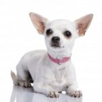 Какво да храним с Chihuahua