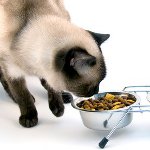 Какво да храним с кастрирана котка Какво да храним с кастрирана котка