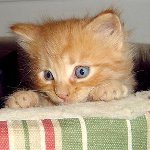 Как да нахраним месечно коте Как да нахраним месечно коте