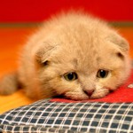 Цистит при котки