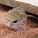 Начало jerboa: поддръжка и грижи