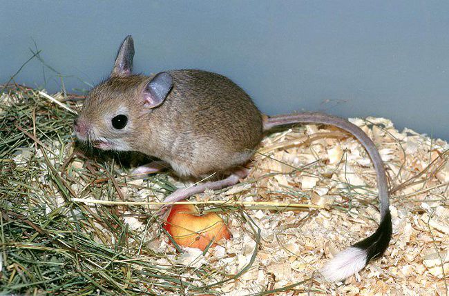 Начало jerboa: поддръжка и грижи