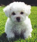 Френски болонезе (Bichon Frise)