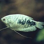 Гурими Мрамор Гурими Мрамор