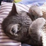 Калцитовирус при котки