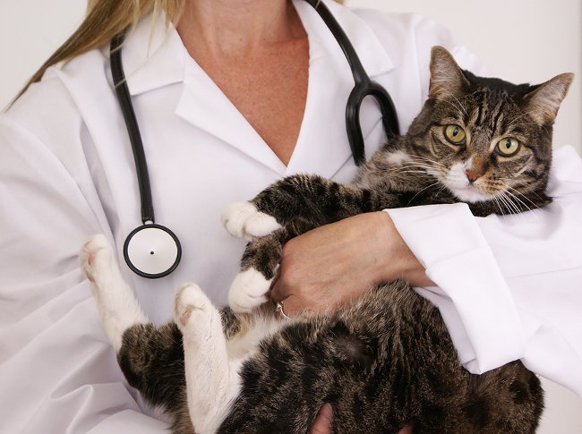 Котка след операция: как да се грижите