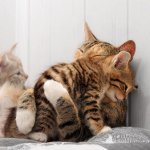 Котка след раждане
