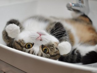 Cote Maru е интернет звезда