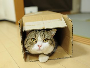 Cote Maru е интернет звезда
