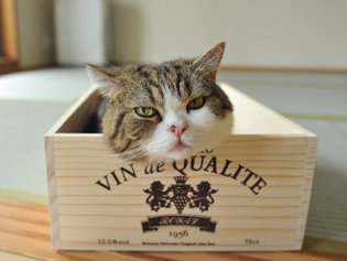 Cote Maru е интернет звезда