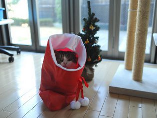 Cote Maru е интернет звезда