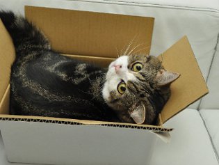 Cote Maru е интернет звезда