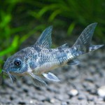 Морски сом: поддръжка и грижи