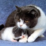 Мастит при котка
