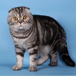 Цветове на шотландски котки