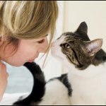 Тумор в котка