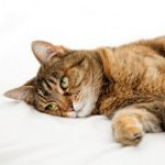 Отравяне при котки