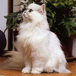Персийски чинчила