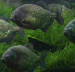 Piranhas във вашия аквариум Piranhas във вашия аквариум