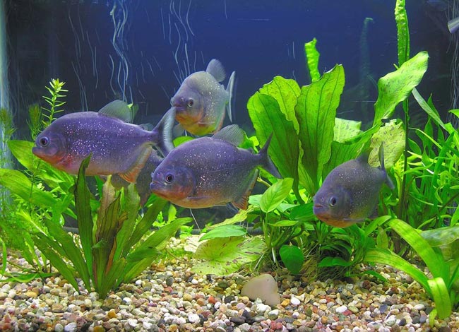Piranhas във вашия аквариум