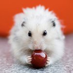 Хранене на хамстери: можете и не можете