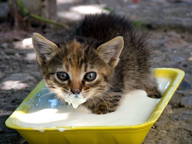 Хранене на котенцата. Какво да храним котето?