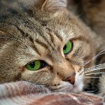 Подкожно акне при котки