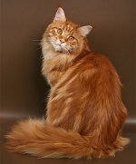 Maine Coon порода котка