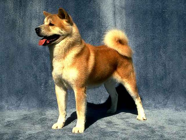 Порода кучета: Akita Inu