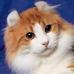 Породи котки: Американски къдрици