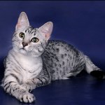 Породи котки: Египетски Мау Породи котки: Египетски Мау