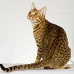 Породи котки: ocicat