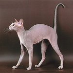 Породи котки: Сфинксът в Санкт Петербург