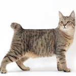 Породи котки: pixibob