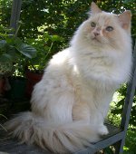 Породи котки: ragamuffin