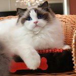 Породи котки: ragdoll Породи котки: ragdoll