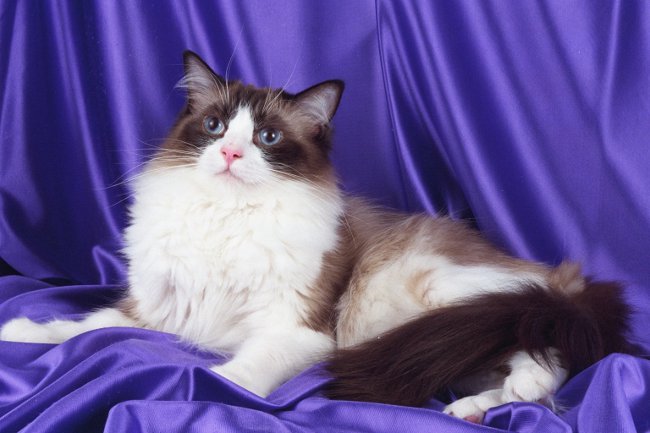 Породи котки: ragdoll