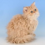 Породи котки: Selkirk rex