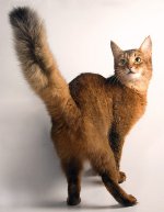Котки по котки: сомалийска котка