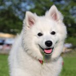 Породи кучета: Американски шпиц