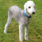 Породи кучета: bedlington териер