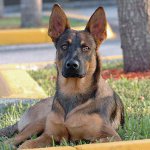 Породи кучета: Белгийска овчарка Malinois Породи кучета: Белгийска овчарка Malinois