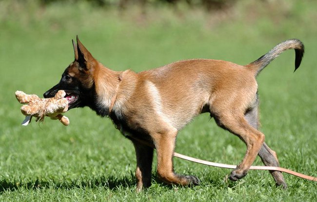Породи кучета: Белгийска овчарка Malinois