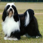 Породи кучета: Тибетски териер Породи кучета: Тибетски териер